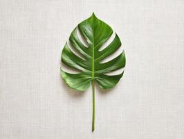 Minimalistic flat lay featuring a single green monstera leaf for interior design and decoration photo