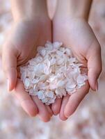 Delicate hands holding white petals for nature and beauty concepts photo