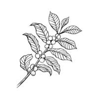 Engraving, branch with coffee beans, illustration in color and line sketch vector