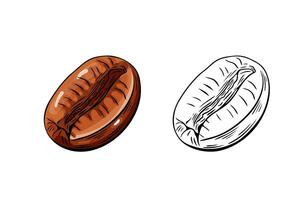 Engraving, coffee bean, illustration in color and line sketch vector