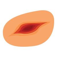 Peach pit showing seed inside peach fruit representing stone fruit vector