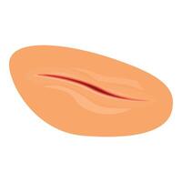 Single peeled peanut isolated on white background showing a red line vector