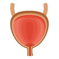Human bladder storing urine, showing ureters and urethra, maintaining healthy urinary system vector