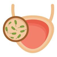 Bacteria colonizing human bladder, causing urinary tract infection vector