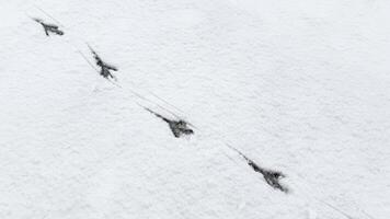 Bird tracks in the snow. photo