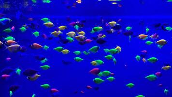 There is colorful fish around the reef in the aquarium. photo