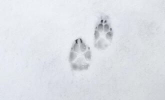 Traces of cat or dog paws in the snow. photo