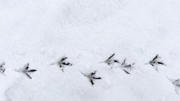 Interesting abstract white background with bird tracks. photo