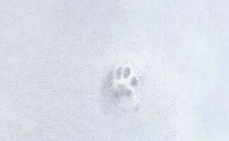 Cat paw prints in the snow, winter photo