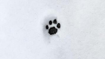 Interesting abstract white background with footprints of a cat paw on the snow. photo