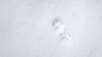 Cat paw prints in the snow. photo