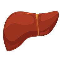 Human liver maintaining overall health and well being through essential functions vector