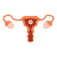 Female reproductive system showing ovulation process vector