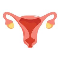 Female reproductive system showing uterus, fallopian tubes, and ovaries in a front view illustration vector
