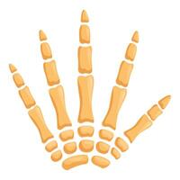 Human hand bones showing metacarpus and phalanges anatomy vector