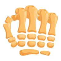 Foot bones showing metatarsals, tarsals, and phalanges vector