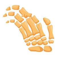 Exploded view of human foot bones showing tarsals, metatarsals, and phalanges vector