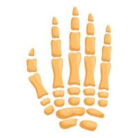 Human hand bone structure showing metacarpus and phalanges anatomy vector