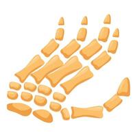 Human hand bones anatomy showing carpal and metacarpal bones structure vector