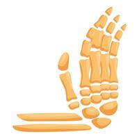 Foot bones anatomy showing tarsals, metatarsals, phalanges and calcaneus vector