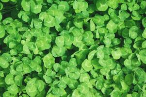 Beautiful Clover view on top. Carpet of natural clover. Natural grass background. Wild clover. Green background with shamrocks. photo