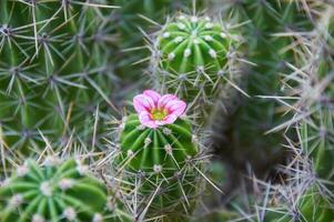 A Beautiful green cactus with large spines and a pink flower. Blooming cactus. Close-up. photo