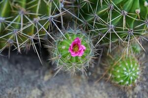A cactus with large spines and a pink flower. Blooming cactus. Close-up. photo