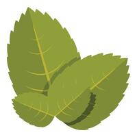 Three green spearmint leaves overlapping creating relaxing herbal tea sensation vector