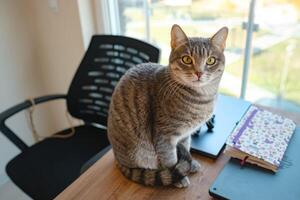 Cat sitting on a work desk at home, surrounded by work essentials, in a calm and cozy atmosphere. Perfect indoor scene showing the harmony of work and relaxation. photo