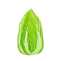 Green salad in flat design. Ripe cabbage with leaves, vegetable harvest. illustration isolated. vector