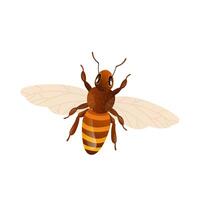 Honey bee in flat design. Closeup apiculture working insect with wings. illustration isolated. vector