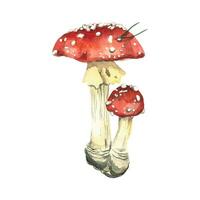Red bright fly agaric with a small fly agaric. Poisonous mushrooms hand-drawn in watercolor and isolated on a white background. Watercolor illustration. For printing on kitchen textiles, printing vector