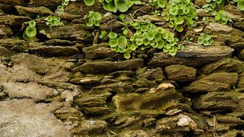 Stone wall with vibrant green plants growing between cracks. Contrast between rough, gray stone and soft, green foliage. Ideal for botanical, nature, and design projects. photo
