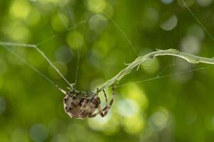 close up of spider web with Argiope bruennichi inside photo