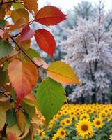 Vibrant Autumn Leaves in Front of Sunflower Field and Frosty Trees photo