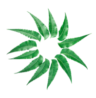 green neem leaves in a circle on a transparent background, neem leaf icon, neem leaves arranged in a circular pattern radiate outward from the center png
