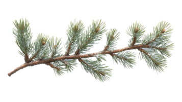 Pine Branch with Snow, Transparent Background Image Resource png