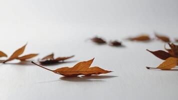 Autumn leaves on a white wooden background. Selective focus. photo
