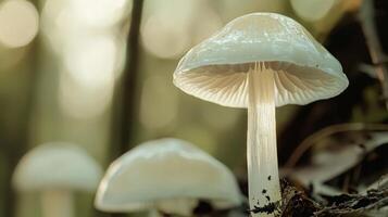 White mushrooms forest sunlight background nature photography. photo