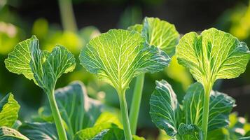 Young cabbage plants backlit in garden. photo