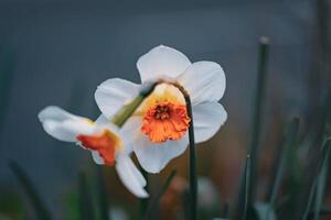 white daffodils blooming photo