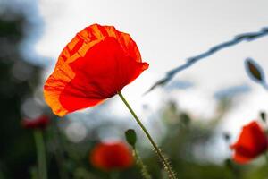 red poppies in the field photo