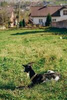 Goat Resting in a Green Field Near Village Houses photo