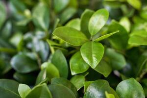 Vibrant green leaves with glossy texture in natural garden setting. photo