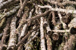 Pile of birch logs and branches with mossy growth in forest setting highlighting natural textures. photo