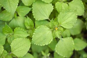 Green foliage with dew drop edges and tiny yellow flower emerging in lush garden setting. photo