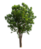 Tree Isolated on transparent Background, tropical trees isolated used for design tropical trees isolated used for design png