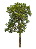 Trees isolated on transparent background, tropical trees isolated used for design, high resolution. png