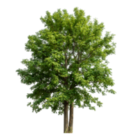 Green tree isolated on transparent background, tropical trees isolated used for design, high resolution. png