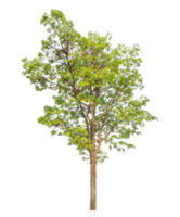 Tree isolated on transparent background, tropical trees isolated used for design, high resolution. png